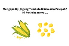 Mengapa Biji Jagung Tumbuh di Sela-sela Pelepah? Ini Penjelasannya ....