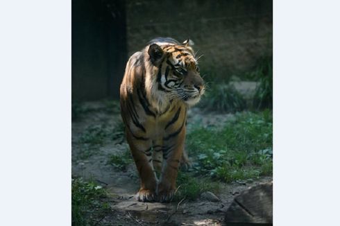 Staf Diserang Harimau Sumatera, Begini Sikap Kebun Binatang di Kansas