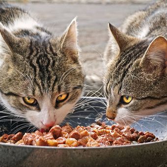 Ilustrasi kucing makan