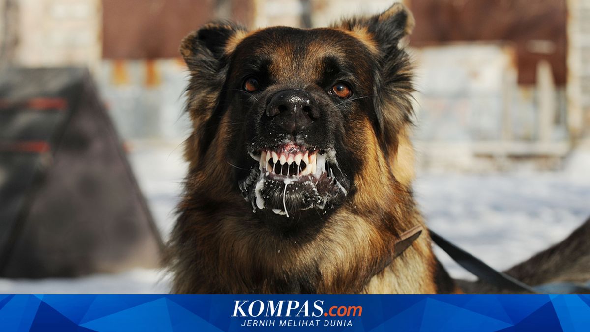 KLB Rabies: Jumlah Kematian, Penyebab, dan Daerah dengan Kasus Tertinggi