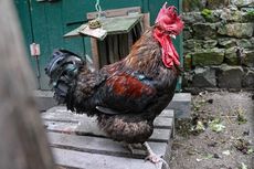 Suaranya Terlalu Kencang, Seekor Ayam Jantan Dibawa ke Pengadilan