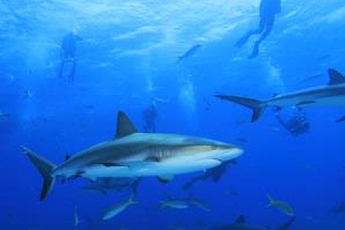 Pilihan program menyelam tersebut antara lain menyelam di akuarium utama selama satu jam atau menyelam bersama Hiu selama 15 menit.  