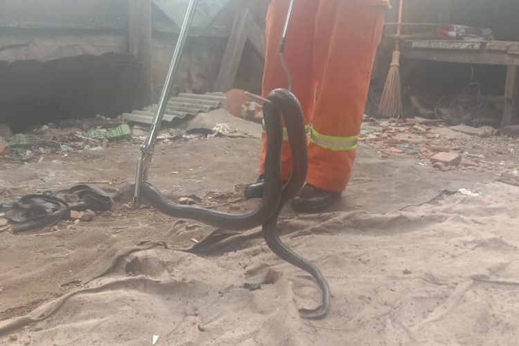 Ular kobra dewasa sepanjang 2 meter yang ditangkap penjaja nasi goreng di Kampung Poncol Jaya, Jakasampurna, Bekasi Barat dievakuasi pemadam kebakaran Kota Bekasi, Kamis (12/12/2019).