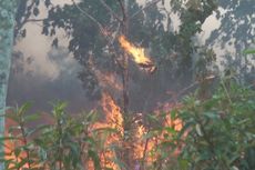 Kebakaran Lahan di Muara Enim Mulai Hanguskan Kebun Karet Warga 