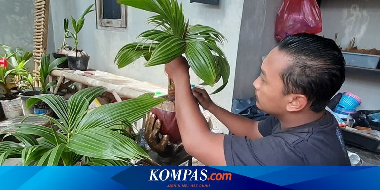 Cerita Dimas Sukses Kembangkan Budidaya Tanaman Bonsai Kelapa Beromzet Jutaan Rupiah Halaman All Kompas Com