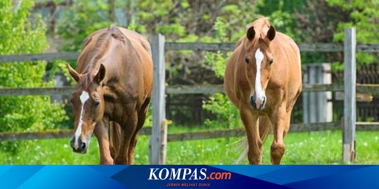 Kamasutra Satwa Kuda Jantan Pamer Otot Dada Dan Menari Sebelum Kawin Halaman All Kompas Com