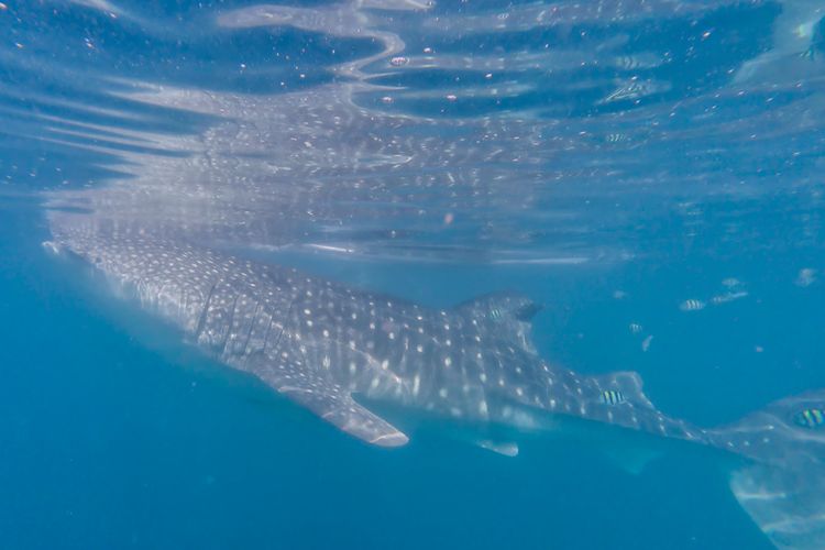 Hiu Paus di Botubarani, Gorontalo.