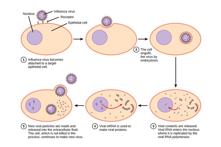 Proses infeksi virus influenza