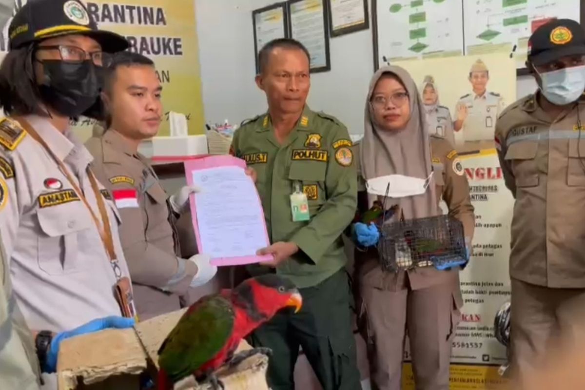 Foto Serah terima Satwa Lindung kepada Balai Besar Konservasi Sumber Daya Alam Wilayah Merauke, Senin.