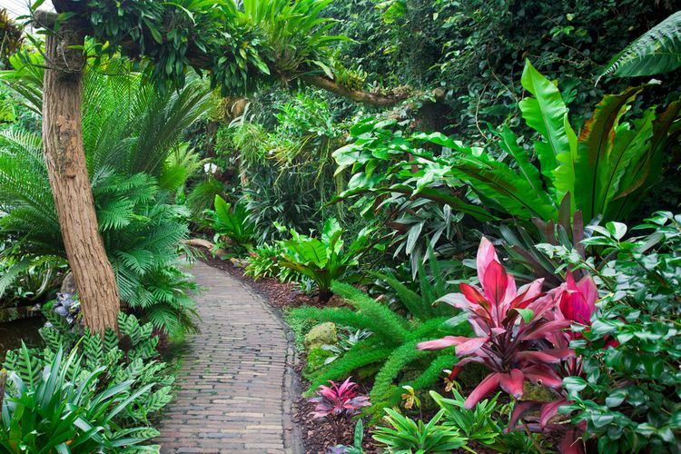 Ilustrasi jalan masuk rumah yang ditumbuhi berbagai tanaman tropis