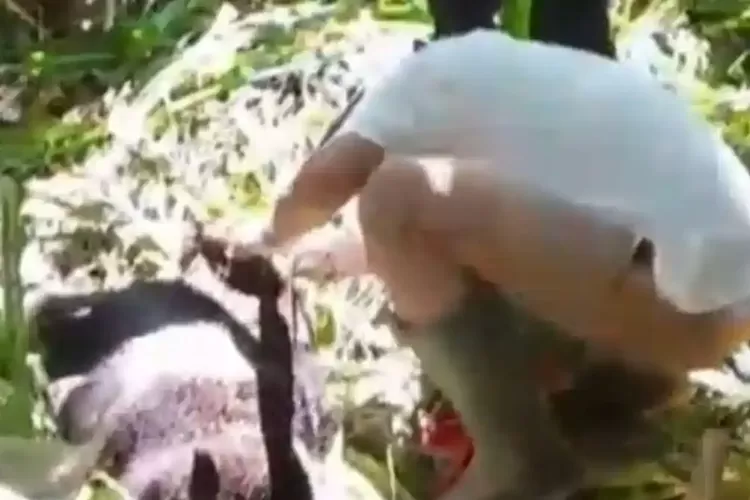 Anak Beruang Madu Terluka akibat Jerat Nilon Dekat Permukiman Pasaman, Warga Sebut Jebakan Dipasang Orang Luar