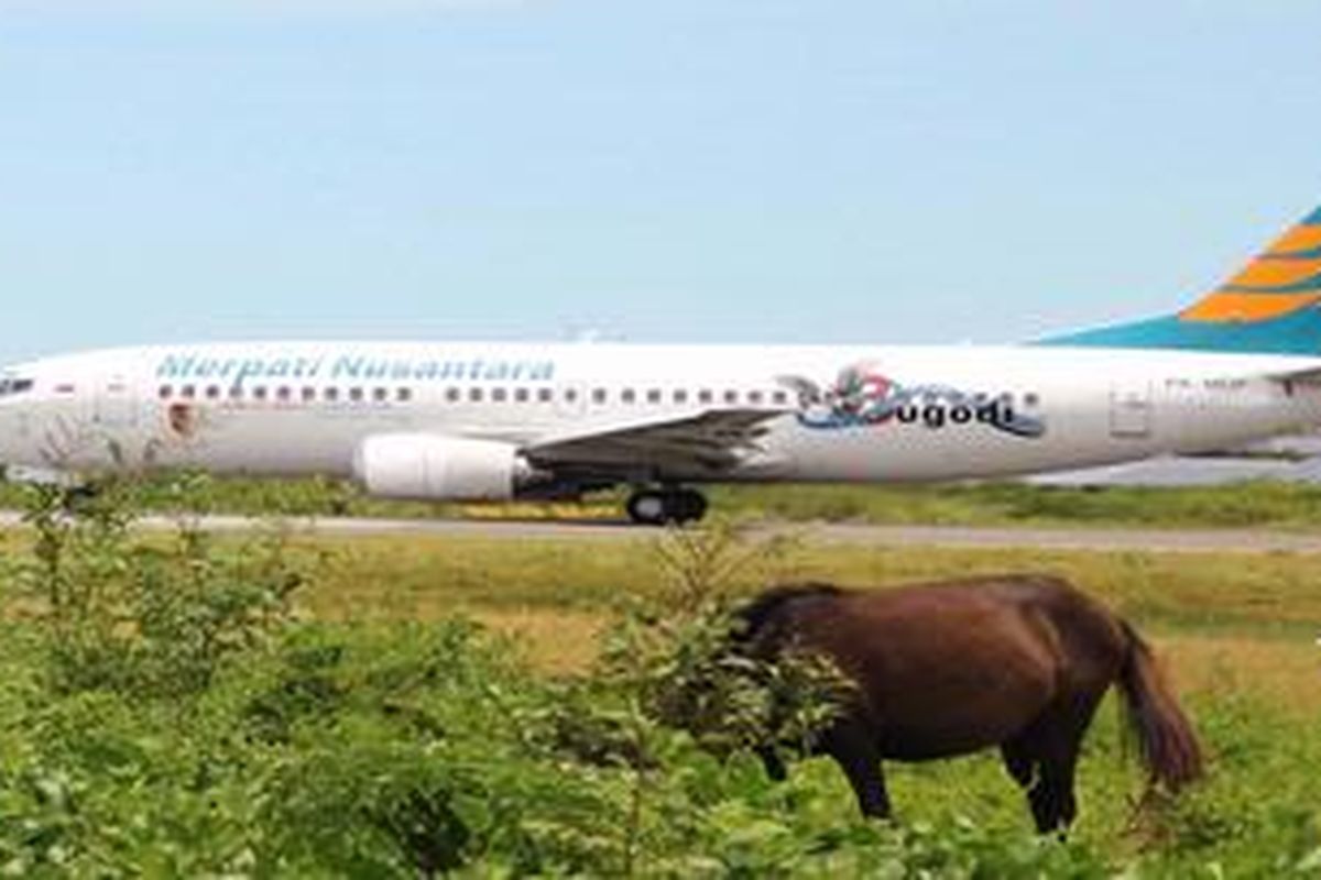 Ilustrasi: Pesawat Merpati Nusantara bersiap lepas landas di Bandara Mopah Merauke, Papua, Rabu (29/2/2012). Sementara itu, seekor kuda tampak sedang merumput di dekat landasan pacu bandara. Area  Bandara Mopah yang belum seluruhnya dipagari membuat warga maupun hewan ternak leluasa keluar masuk area landasan pacu sehingga membahayakan keselamatan penerbangan. 