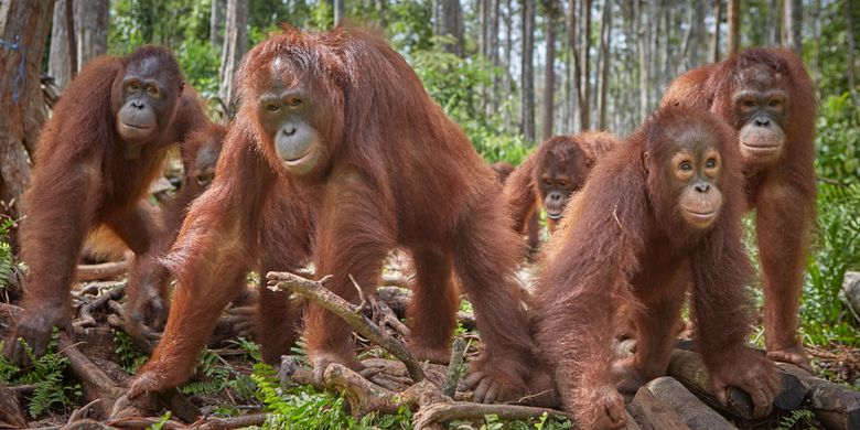 Orangutan Boreno (Pongo pygmaeus) salah satu primata yang terancam punah asal Indonesia. Banyak hewan terancam punah turut berkontribusi pada munculnya wabah penyakit baru yang mengancam umat manusia.