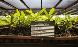 Pulihkan Ekosistem, WBN Reklamasi 84,86 Hektare Lahan Bekas Tambang di Weda