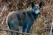 Anjing-Anjing Menjadi Biru di Zona Chernobyl, Apa yang Terjadi?