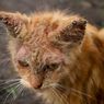 Apakah Scabies pada Kucing Menular? Ini Penjelasan Dokter Hewan 