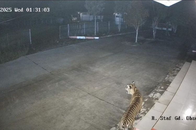 Harimau sumatera terekam kamera CCTV milik BRIN di Agam, Sumbar, masuk ke area gedung perkantoran BRIN di Agam, Rabu (15/10/2025) dini hari. 