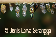 5 Jenis Larva Serangga