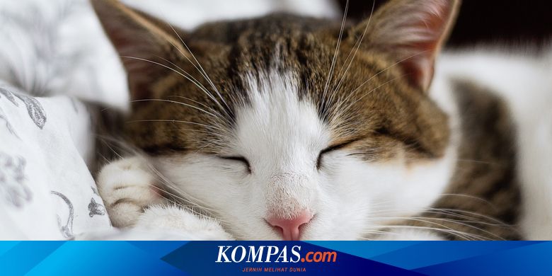 Kenali 9 Macam Gaya Tidur Kucing Apa Saja Artinya Halaman All Kompas Com