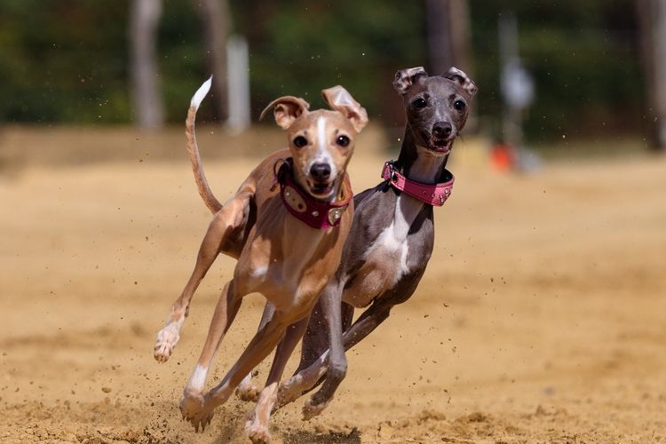 Ilustrasi ras anjing Greyhound. 
