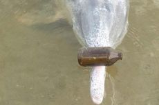 Lumba-lumba Ini Hadiahkan 'Harta Karunnya' dari Dasar Laut kepada Para Pengunjung