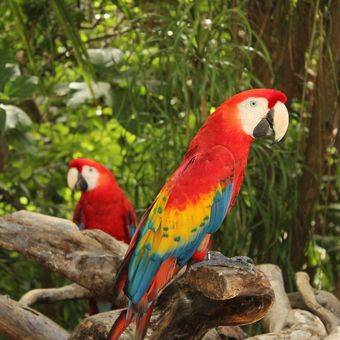 Ilustrasi burung Scarlet macaw atau Macaw merah.