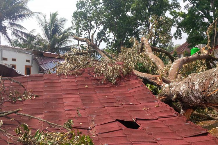 Pohon tumbang menimpa rumah kontrakan  dampak angin puting beliung belum ibersihkan di Kampung Cikiray, Desa/Kecamatan Cikembar, Sukabumi, Jawa Barat, Minggu (23/9/2018). 