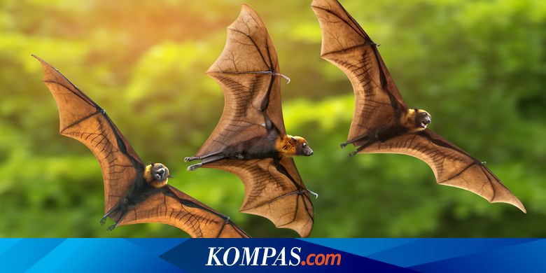 Akademisi Unair Beberkan Sejarah Virus Corona, Kelelawar Penyebabnya?