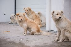 Beri Makan Anjing Liar, Aktivis Hak Binatang Terancam Dipenjara