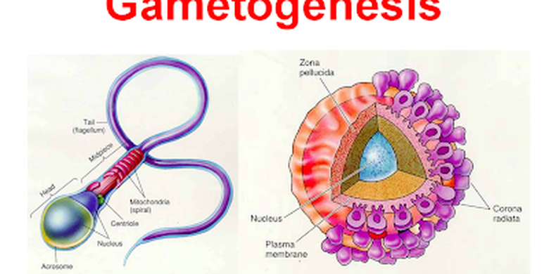 Perbedaan Spermatogenesis Dan Oogenesis Halaman All Kompas Com