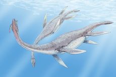 Ilmuwan Identifikasi Fosil Reptil Laut Terbesar