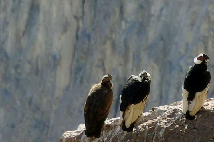 Mirador Cruz del Condor di Peru menjadi tempat favorit wisatawan untuk melihat aktivitas burung kondor.