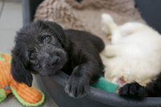 Tulang Anak Anjing di Makam China Kuno Buktikan Ritual Kurban