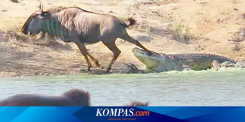 Fenomena Langka 2 Kuda Nil Selamatkan Wildebeest Dari Buaya Ganas