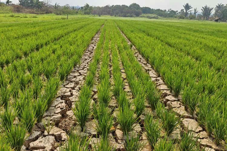 Sawah di Lempake Samarinda Mulai Kekurangan Air, Padi Umur 30 Hari Terancam Mati