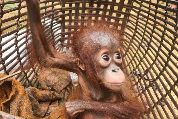 Tim Wildlife Rescue Unit (WRU) Balai Konservasi Sumber Daya Alam (BKSDA) Kalimantan Barat (Kalbar) menyelamatkan satu individu bayi orangutan yang dipelihara seorang warga di Desa Nanga Raya, Kecamatan Belimbing Hulu, Kabupaten Melawi.
