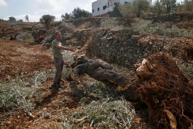 Jelang Panen, Kebun Zaitun Warga Palestina Diratakan Buldoser Israel