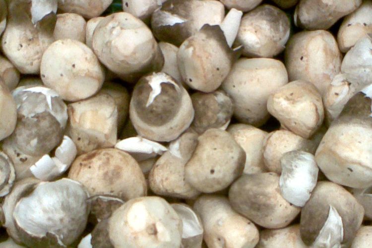 Ilustrasi jamur merang. 