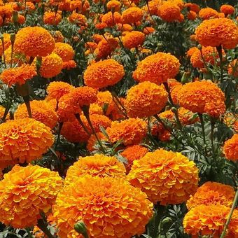 Ilustrasi bunga marigold. 