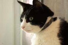 Beredar, Video Kucing Mendengkur Sekeras Suara Motor