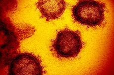 Kasus Virus Corona Per 23 Februari 2020, 2.400 Orang Meninggal, 76.000 Terinfeksi
