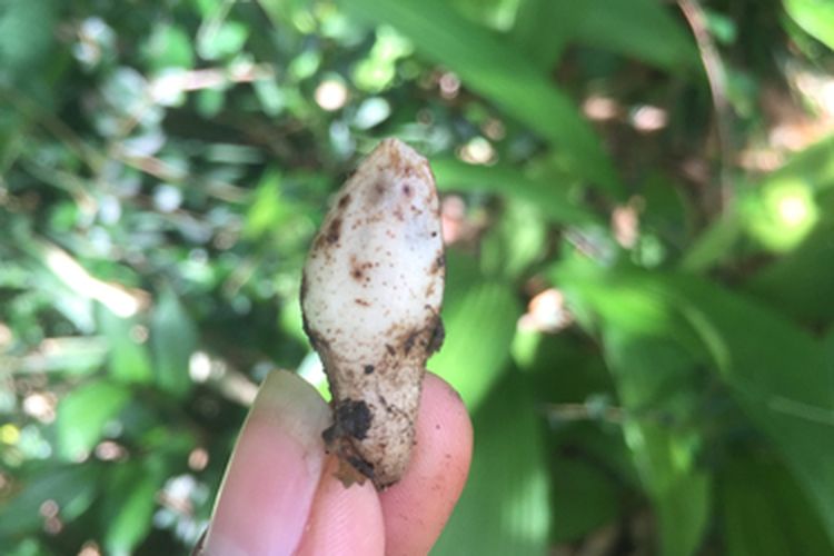 Ilustrasi buah marashi