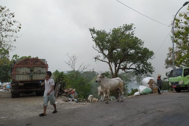Hewan-hewan berhamburan saat terjadi kebakaran di TPA Jatibarang Semarang, Jawa Tengah, Senin (18/9/2023).