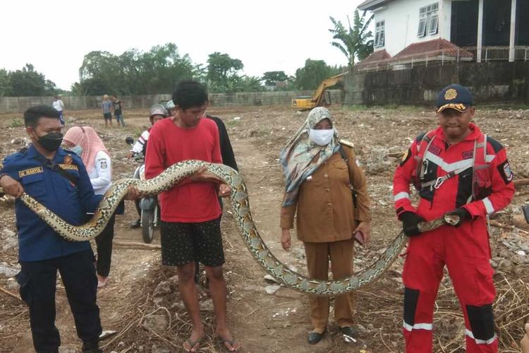 Tim animal resque Dinas Pemadam Kebakaran Kota Makassar berhasil menangkap seekor ular sanca sepanjang 5 meter muncul di lahan kosong sampung kampus Sekolah Tinggi Manajemen Informatika dan Komputer (STIMIK) AKBA Jl Perintis Kemerdekaan, Kelurahaan Tamalarea Jaya, Kecamatan Tamalanrea, Kota Makassar, Senin (31/1/2022).