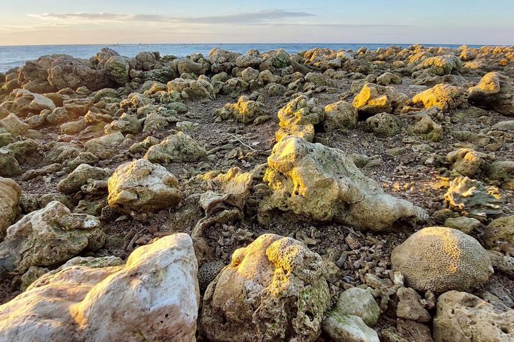 PHOTO:Terumbu karang yang rusak di Taman Nasional Perairan Laut Sawu di NTT yang rusak, membentuk gundukan memanjang sejajar garis pantai