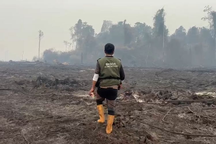 BKSDA Sisir Lokasi Penampakan Orangutan di Lahan Karhutla Kotawaringin Barat, Hasil Masih Nihil
