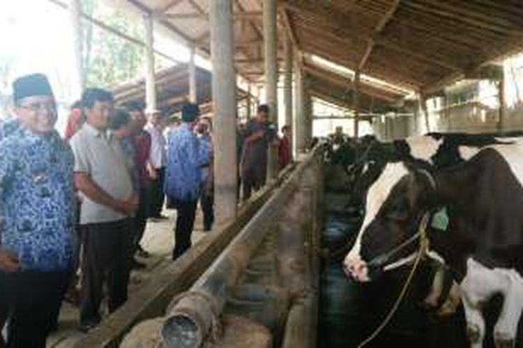 Bupati Banyuwangi Abdullah Azwar Anas saat mengunjungi peternakan sapi perah di di Kecamatan Purwoharjo Banyuwangi