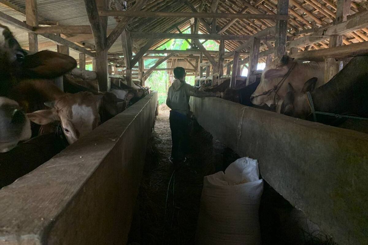 Peternak sapi di Kecamatan Cileunyi, Kabupaten Bandung, Jawa Barat, saat dimintai keterangan soal persiapan Idul Adha tahun 2025, Senin (28/4/2025).