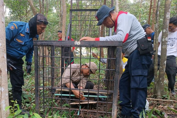 (FILE) Riau conservation agency and other relevant agencies place a cage to evacuate Sumatran tigers that were reported roaming in villages in Siak regency, Riau, Saturday January 21, 2023. 