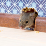 6 Cara Menghilangkan Bau Tikus Mengganggu di Rumah